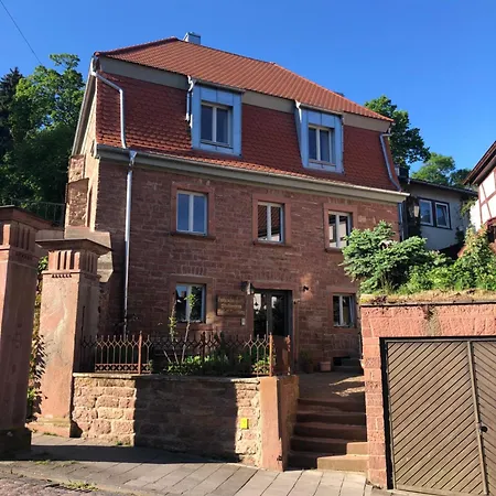 Mauersegler * Miltenberg
